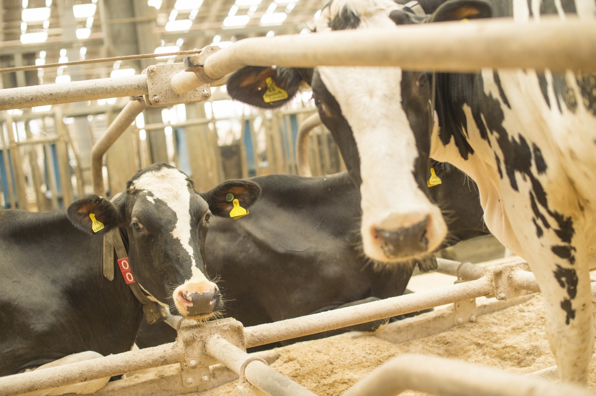 UoNFoodSystems's tweet photo. In need of some reading over the break? Head to our blog to find stories about #FutureFoodNotts! We've got stories on cows, oil palm, chocolate and more. https://t.co/iXsBx7B5D7 https://t.co/cPB13TXKV1