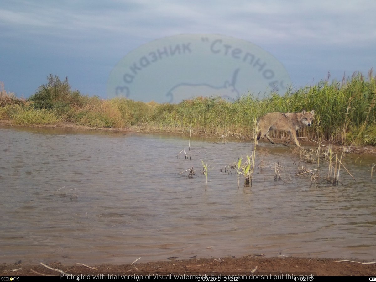 InstantWild's tweet photo. #DYK that #wolves were once the world’s most widely distributed mammal? The grey wolf’s range has been reduced by one third.
You can help us to understand what they get up to in #Russia, by IDing the #species in the images.
https://t.co/m82cCGkb6q
#Stepnoi #CitizenScience https://t.co/c7uETX9Kg2