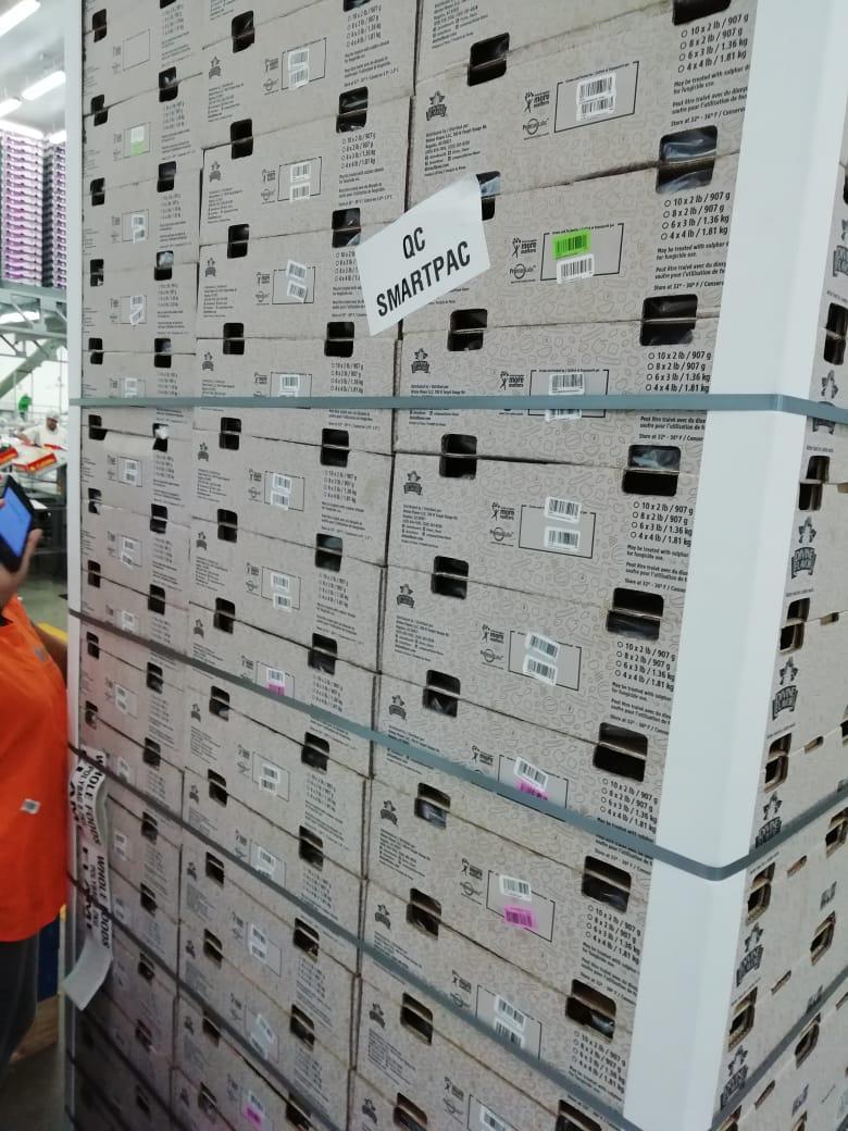 smart_pac's tweet photo. Packing in Peru using SmartPac 🇵🇪
SmartPac is the most efficient and effective way to pack your fruit. 🍇
It accelerates the packing speed and protects the fruit from dehydration and decay. https://t.co/hA5MRwIiMl
