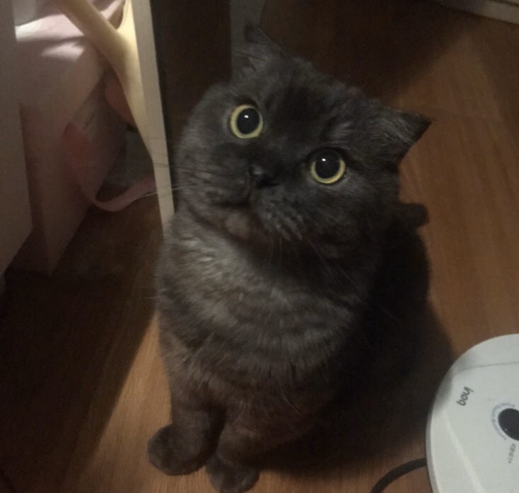 역시 깜이는 동공 큰게 귀여워