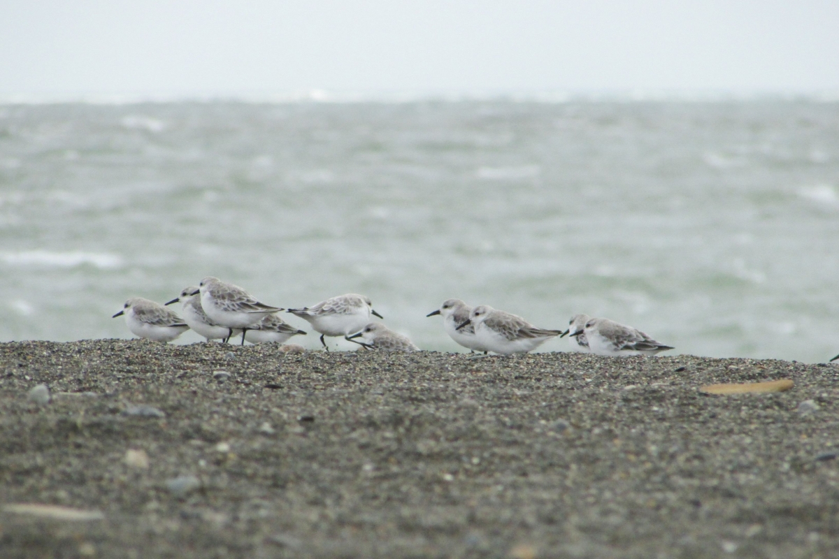 TurismoTDF's tweet photo. La Reserva Natural Urbana Punta Popper con su sendero interpretativo permite un encuentro cercano con la avifauna de Río Grande #VeníAlSur #RíoGrande #PuntaPopper #TierraDelFuego #FinDelMundo #Birdwatching #AvistajeDeAves https://t.co/fSaTtPKApa