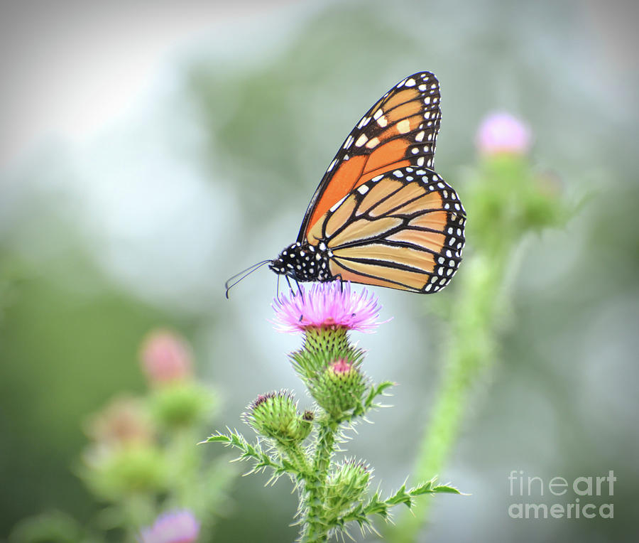 KerriFar's tweet photo. Ethereal Beauty Monarch #Butterfly ~ https://t.co/iZjCRMjkoF ~ #NewRiverNature #WallArt #CanvasPrints #DeckYourWalls with  #ArtInNature https://t.co/KzeNJHLTDx