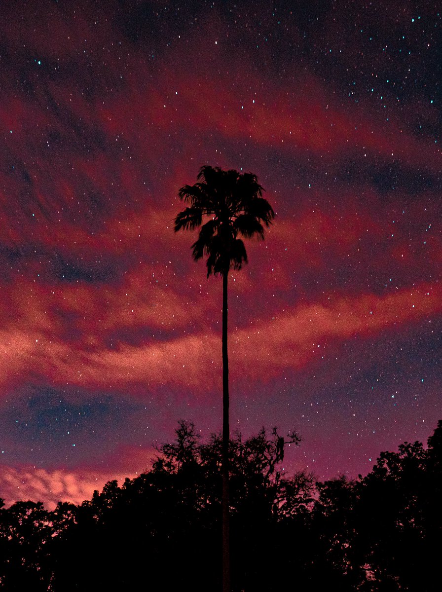 summersfocus's tweet photo. “Palm stars” https://t.co/odGt6dFeMe