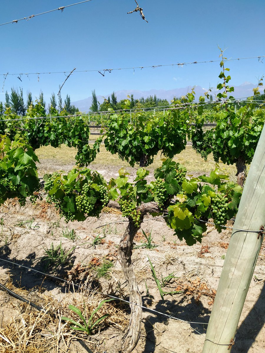 Proemio Wines tweet media