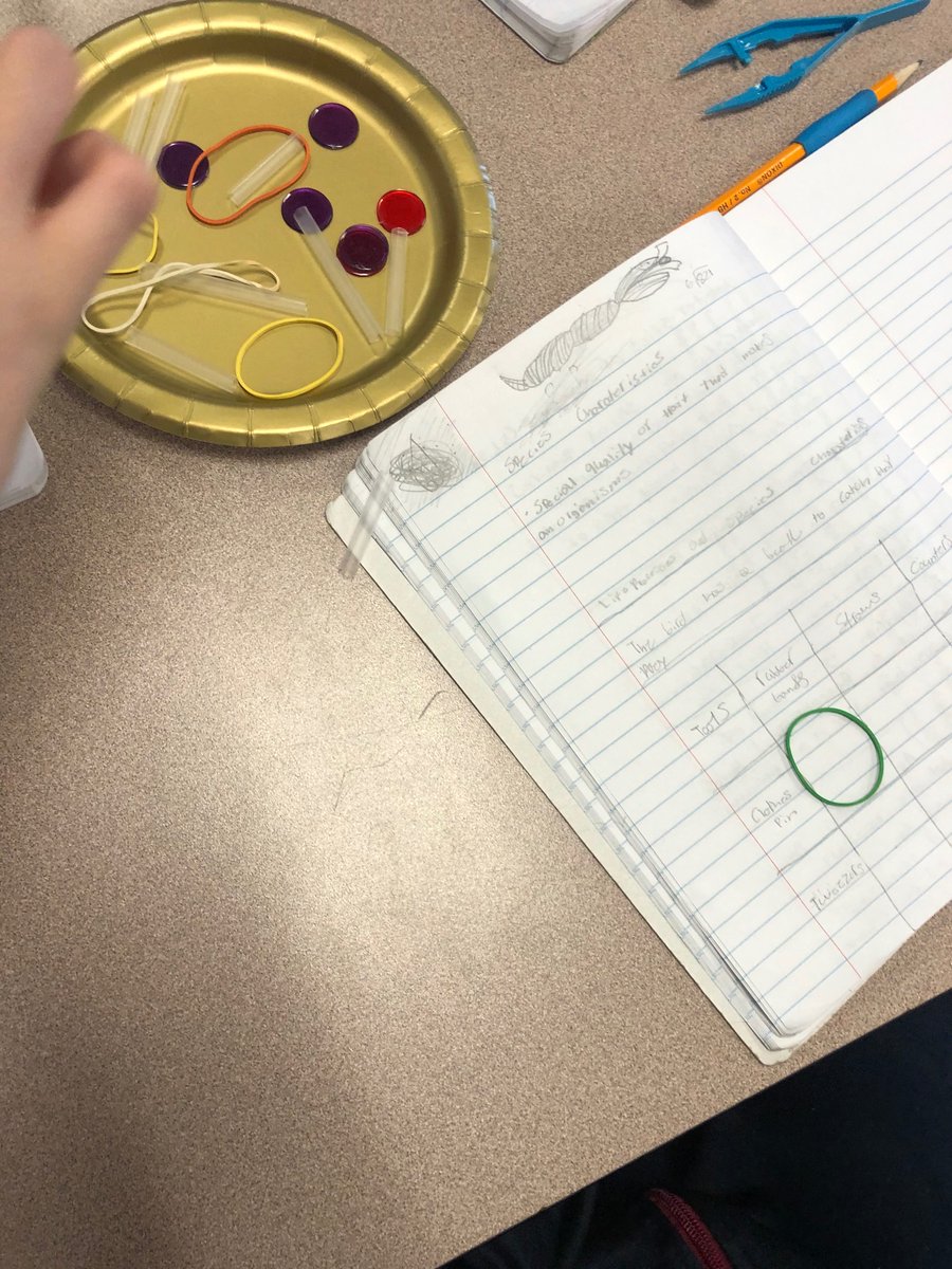 a_wise_teacher's tweet photo. It’s a “Bird Beak Buffet” type of day! We are exploring how different types of beaks function, so birds can meet their nutritional needs. @WCPSSElemScie @CarverESCubs #usingmodels #constructingexplanations #structureandfunction https://t.co/Oamnf6LuBV