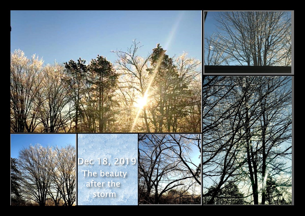 JoAnnReinhold's tweet photo. After the storm....can you see the ice?
#BeautifulWorld #Ice #IceOnTrees https://t.co/BS08vXUNtY
