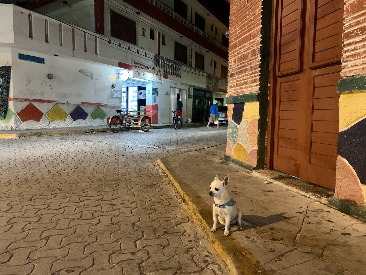 barbiesiller's tweet photo. A true native of Mexico sitting curbside in Isla Mujeres. #chihuahua #islamujeres #mexico #mexican #dogs #mexicanchihuahua #islandlife #animalplanet #housedogs #flashpackingbarbie #worldtrip2019 https://t.co/PO4xo4Hhvf