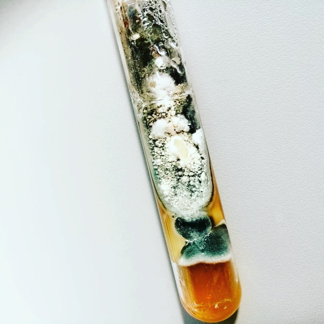 mICROBIOsh's tweet photo. Trichophyton rubrum (Blanco) y Aspergillus versicolor (Verde) en Agar Dextrosa Sabouraud (SDA)
#micologist #micology #biology https://t.co/0MgA9RIOXE