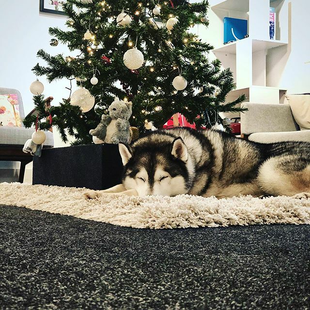 MikeMasey's tweet photo. Sleepy Christmas pooch ❤️🎄 #officedog #dogsofinstagram #husky #yoyodesign #dogssleeping #christmasdog #xmas https://t.co/TqfHH67Rvi https://t.co/jx4SVQlnvQ