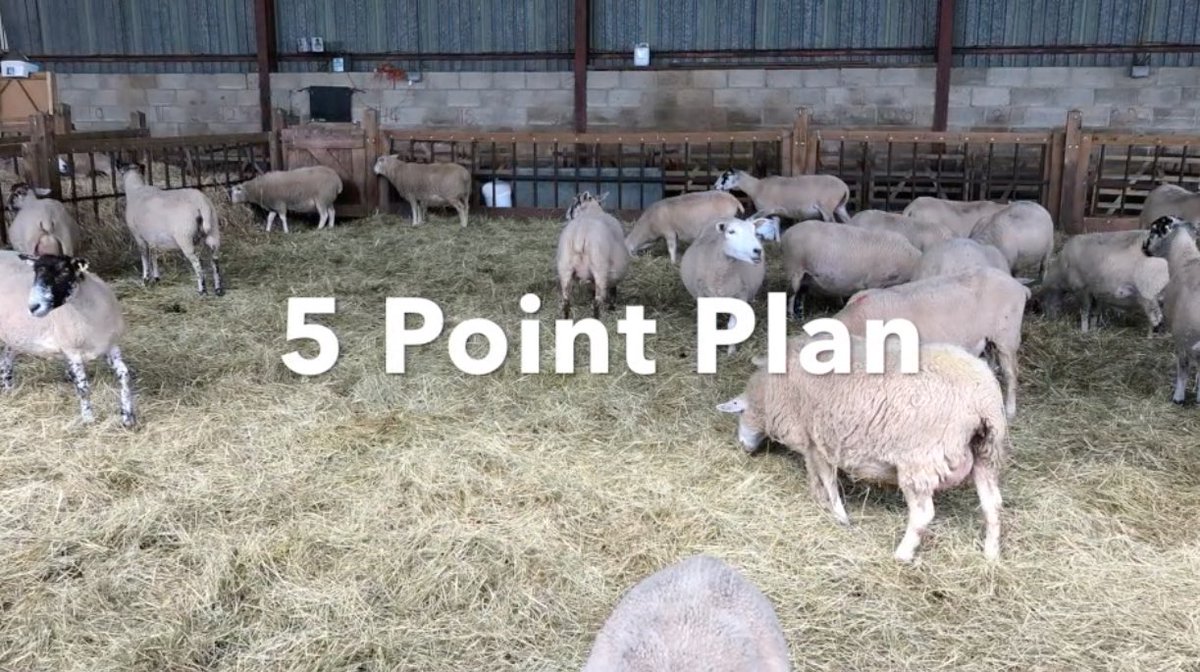 PruexLtd's tweet photo. Whilst generally low, use of antibiotics within the sheep industry is highest for issues around lambing such as watery mouth, joint ill, and for controlling lameness. Pruex have developed a 5 Point Plan to help shepherds.https://t.co/O8sOqJQ5tQ #jointill #Waterymouth #scald https://t.co/yjDv2QUS1U