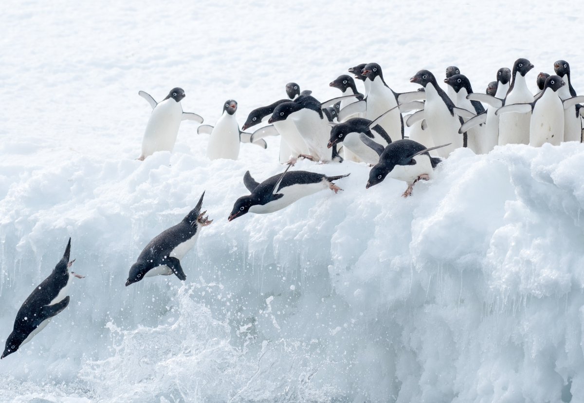 Oceana på Twitter: &quot;You jump, I jump. An interesting behavior of the Adélie  penguin is its reluctance to be the first penguin that enters the water.  This species is known to form