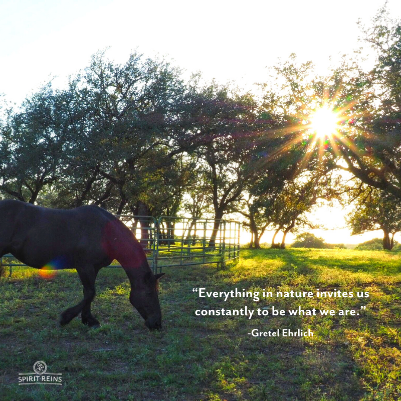 SpiritReins's tweet photo. Nature, and especially horses, invite us into our own authenticity—that is, to be ourselves entirely—by offering a safe, open space and healing presence. Within this authenticity, our clients learn how to set boundaries, maintain healthy relationships, and tell their story. https://t.co/FABei7XRaL