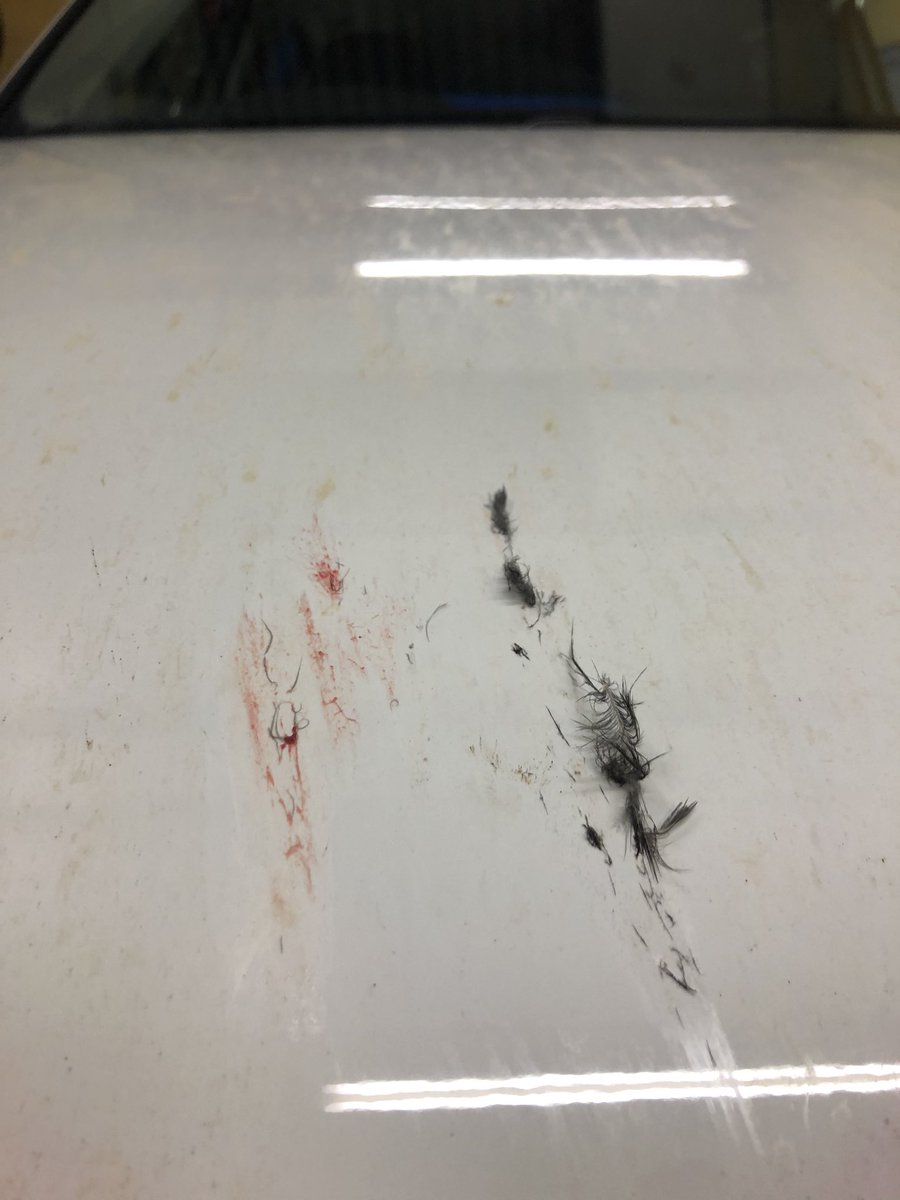 georgiebingham's tweet photo. Bird v Car @ 70mph 🤮 https://t.co/cqbNmV7wu8