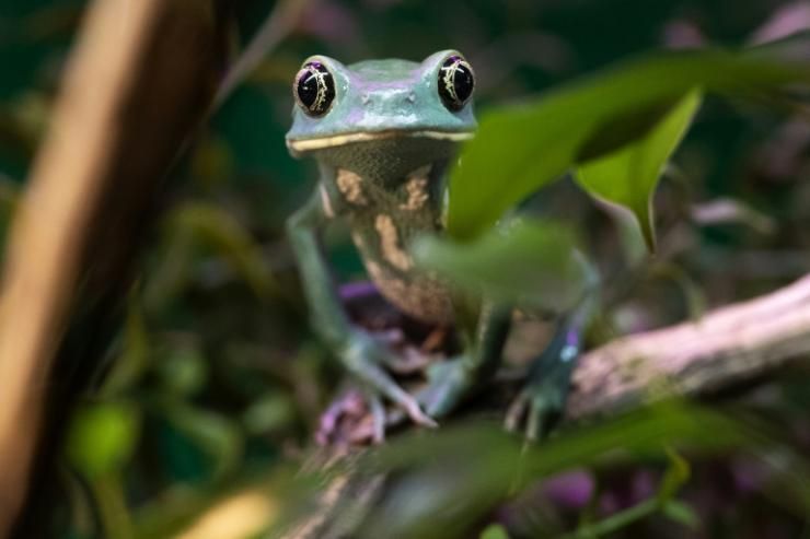 citedessciences's tweet photo. 📰Des chercheurs inventent un #frogphone📲🐸pour surveiller des #grenouilles à distance !
https://t.co/1pu5GeC4cf https://t.co/UotZL7TnGp