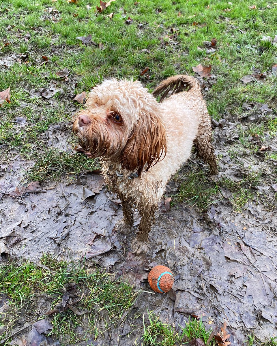 balhamnewsie's tweet photo. #DogsOfBalham Let us tell you this much...#Tooting Common is a MUDDY mess these days as you can see from this pup! πΎπΎ
Keep off the grass if you donβt want to get as dirty as Felix here! π #Balham @tootingnewsie #dogsoftwitter https://t.co/LqpjI4Qc0b