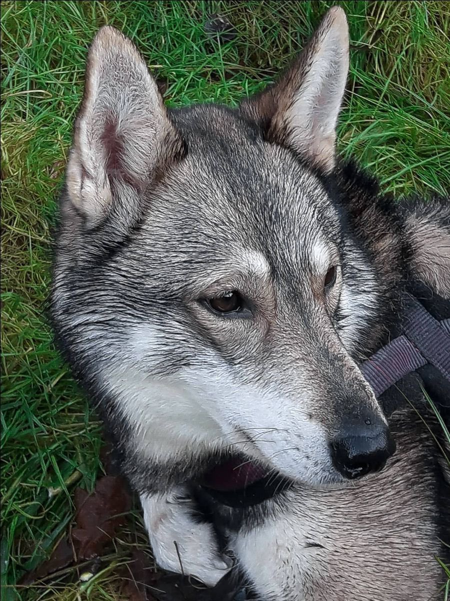 December’s Tamaskan of the Month is Sylvaen Lord Nagafen (Nagafen)Blustag Elliot x Quicksilver Mercury RisingHe’s available for stud, contact Del Bardial for information #TDR #TamaskanDogRegister #TamaskanDog #Tamaskan #Dog #TamaskansOfTwitter #DogsOfTwitter #TamaskanOfTheMonth