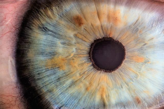 It's #EyeSpy Wednesday! Did you know a corneal scratch can heal in only 48 hours, making the eye one of the fastest healing organs in the body.  #healthresearchmatters