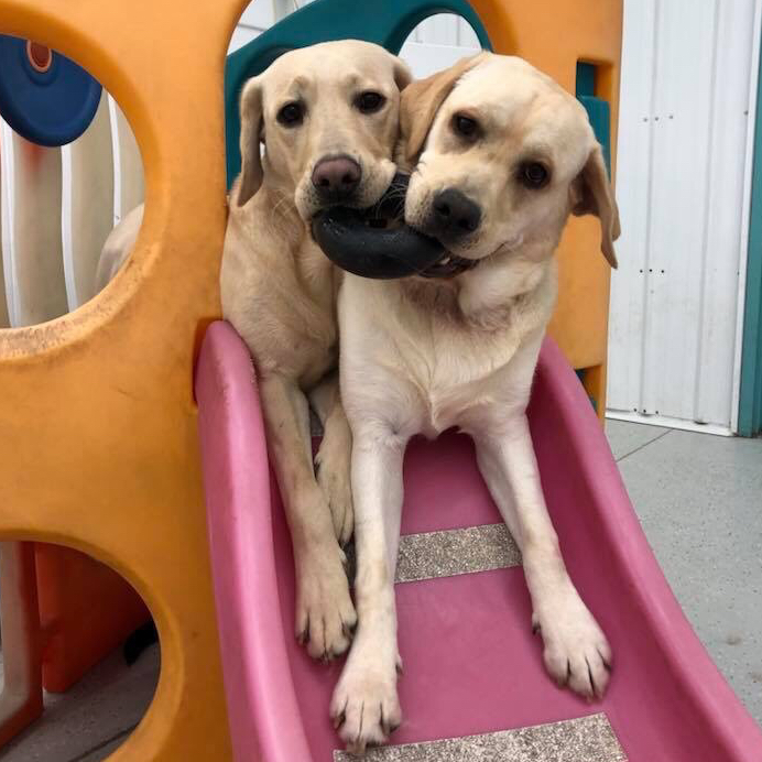 NoBarksAboutIt's tweet photo. Sharing is caring! We love sharing our toys while at No Barks About It! Come join the fun by setting up an evaluation on our website!! https://t.co/eZRxGJ0doo
