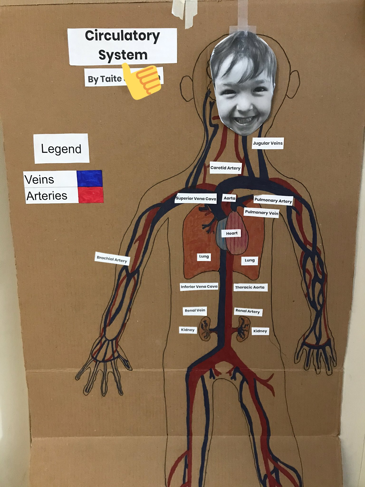 Circulatory System For 5th Grade