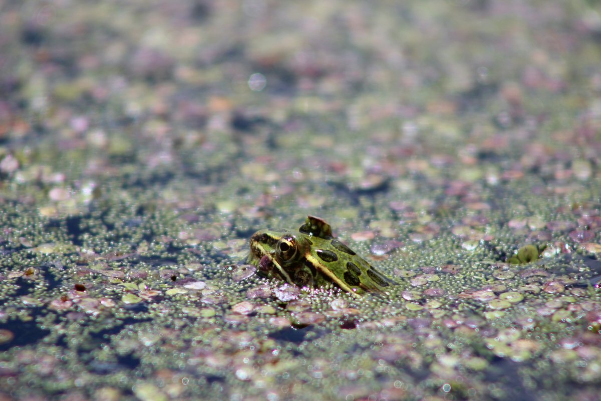 A small green frog pokes it head up from a pool of water covered in small leaves and algae.