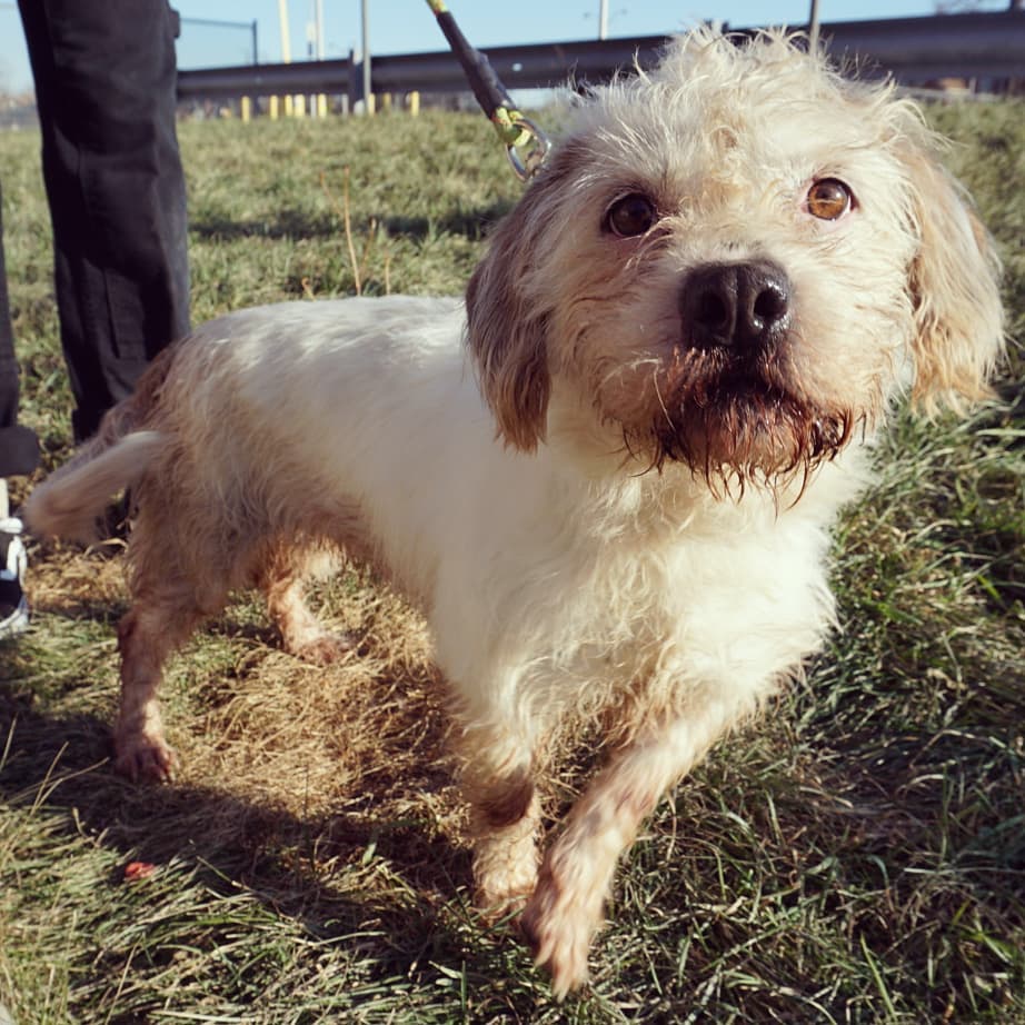 Welcome to Rebel Dogs, Dorothy!

This roughly shaped (and very stinky!) little lady was found on 8 Mile Rd and VanDyke on the Detroit border with Warren. Share to find owner!

#rescuedogsofinstagram #voiceofthevoiceless #rescued #adoptable #detroit #detroitdogs #dogoftheday
