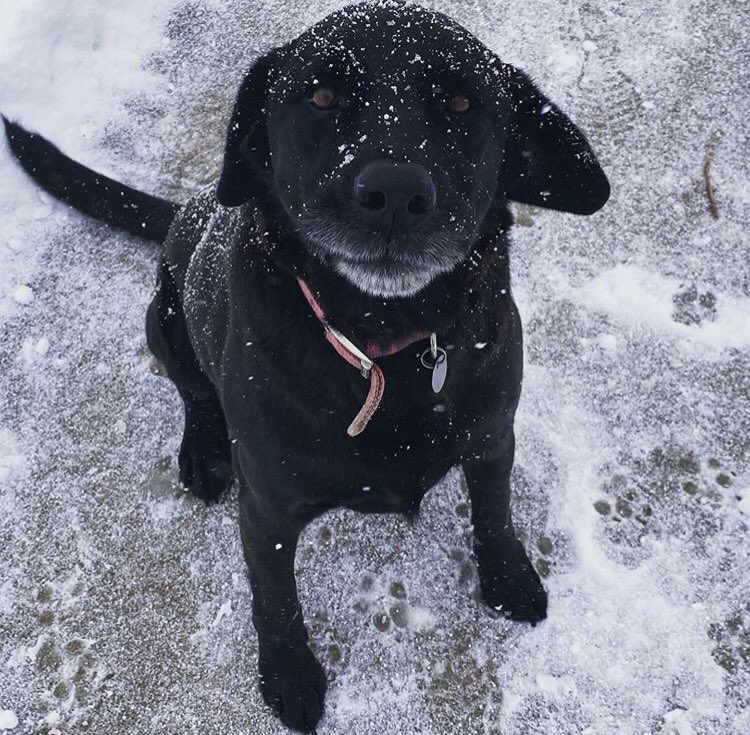 DogBuddyLA tweet media