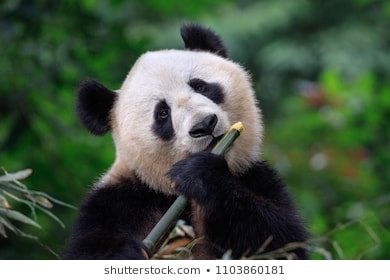 AnnaMDove1's tweet photo. #panda #pandas #pandabear #pandan #pandalove #pandaExpress #pandalife #pandawabeach #pandalover #pandaan #PandaFunk #pandaz #pandawa #pandastyle #pandal #pandabears #pandapower #pandalhopping #pandaeyes #pandawitz #pandaria #pandawitze #pandaremix #pandababy https://t.co/ODwj3mHBuT