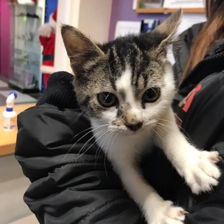 Fondation 30 Millions d'Amis tweet media