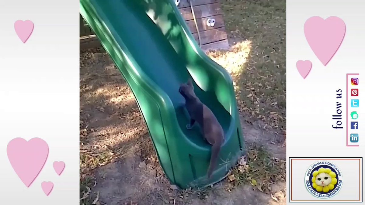 MeowMoeDotCom's tweet photo. Super Cute 💗 Funny cat and dog video co ...
#Cats #Cat #Kittens #Kitten #Kitty #Pets #Pet #Meow #Moe #CuteCats #CuteCat #CuteKittens #CuteKitten #MeowMoe
#Animals #CatsU0026Dogs #CuteCatsAndKittens #CuteCatsVideo #CuteCatsVideos
https://t.co/akut0biAM7
. https://t.co/OQmNqzZQ80