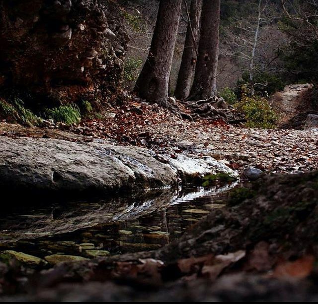 texiantea's tweet photo. Winter made an appearance this morning, it was a chilly 18° at my house.  A perfect day to visit @lostmaples if you like having the place to yourself like I do ❄️ #igtexas #country_features #rural_living #mcl_rural #raw_country #renegade_rural 
#texasthr… https://t.co/djrojfLiq9 https://t.co/jPqPhKMTaD