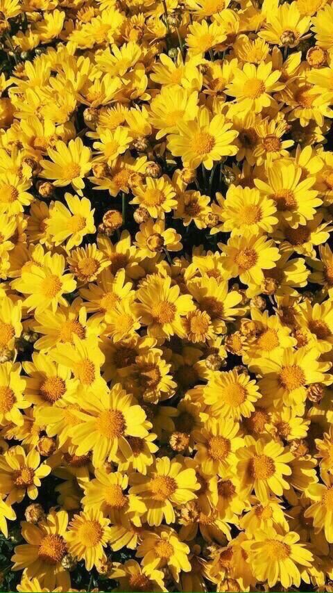 Mkktarat's tweet photo. الاصفر جمال للحياه كلها.💛💛 https://t.co/klIyS5sxED