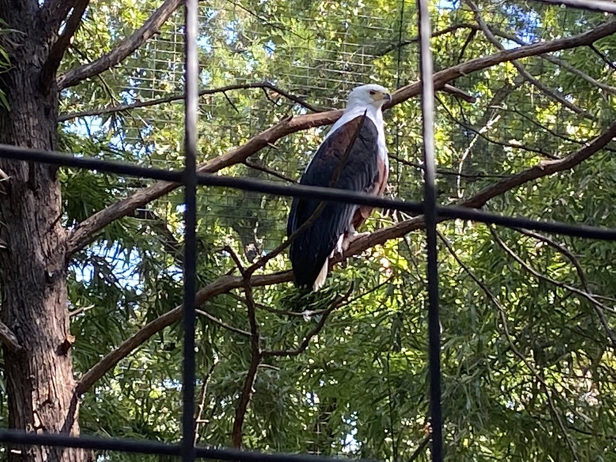 prosourceteam's tweet photo. https://t.co/CgOhYt8pMM
Do not let something in your control hold you back. Commit to the process. Eagles soar...#subscribe2value #prosourceathletics#hitbetter/getbetter#throwhard#pre-season https://t.co/toCcQrKzpQ