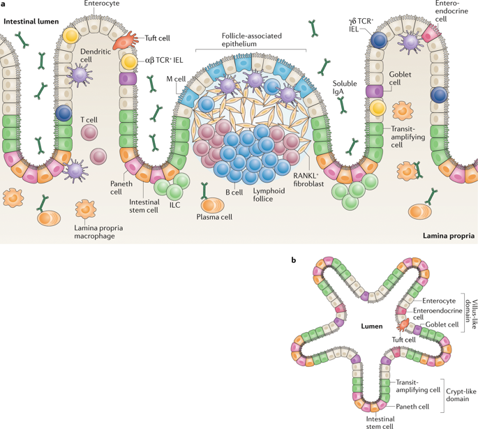 NatRevImmunol's tweet image. Organoids in immunological research dlvr.it/RLWh3L