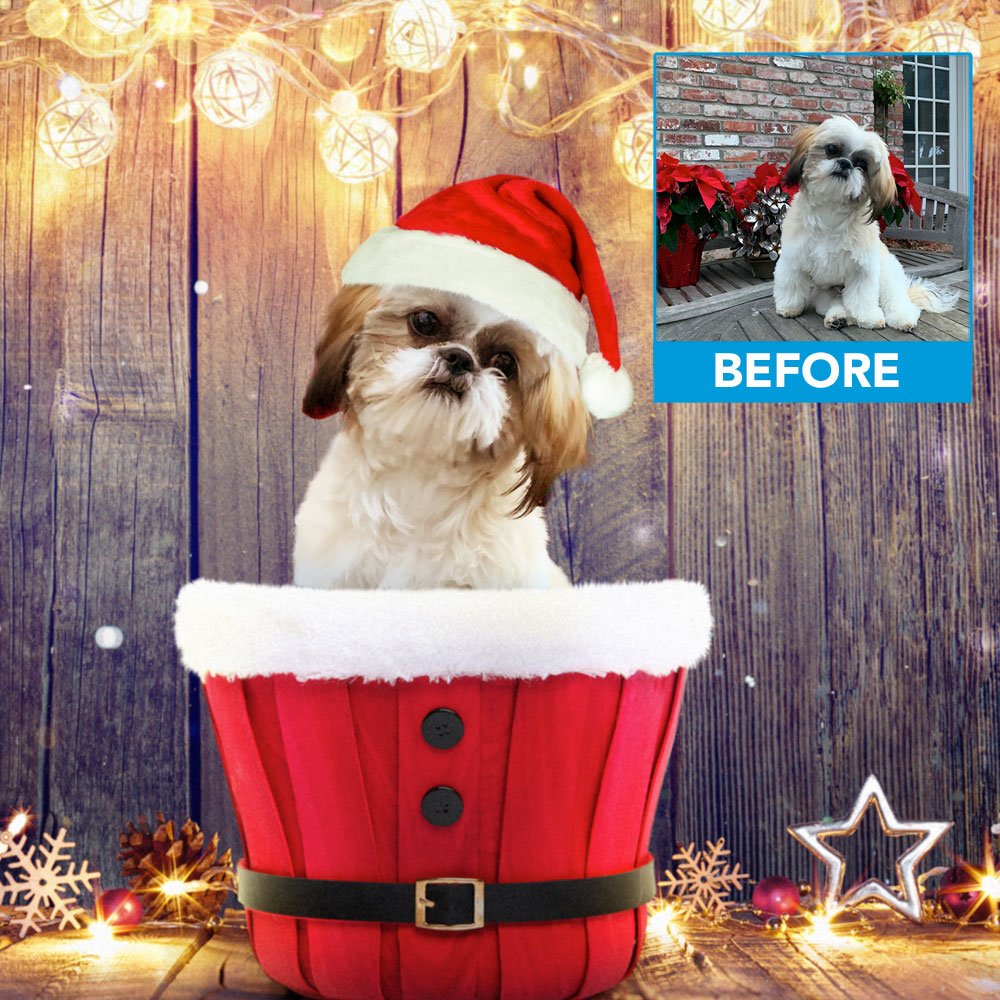 Love my Wookiee image from Krome Photos - he is ready for the holidays. #kromephotos, #Christmas