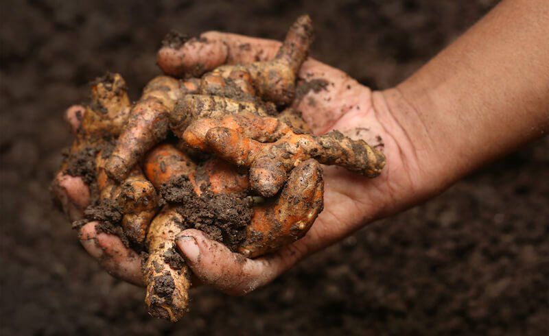beYOUfabulous's tweet photo. I've got to try this! 

Anyone got any other ideas?

#2020 💪

How To Grow An Endless Supply of Anti-Inflammatory Turmeric, Ginger and Garlic at Home! https://t.co/ioeHO4YPTZ

#goodhealth #powerfood #betterlife #thegoodlife #goodideas 🌿💪😁 @http://buff.ly/2M94T8R https://t.co/Fl38mjWjEu