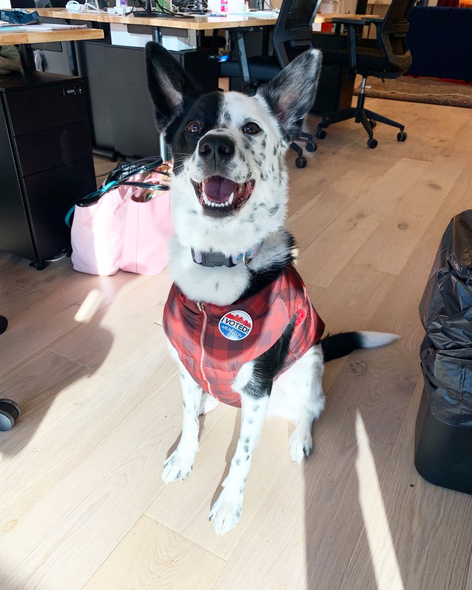 _breaksomething's tweet photo. It’s a dim day for our democracy, but here’s a pick-me-up: Meet Molly, @_breaksomething’s resident very good girl &amp; voter outreach coordinator. For our 1st #WoofWednesday Molly wants to remind her fellow pups [&amp; their humans] to exercise their right to have their bark heard! https://t.co/cg3LgtlBco