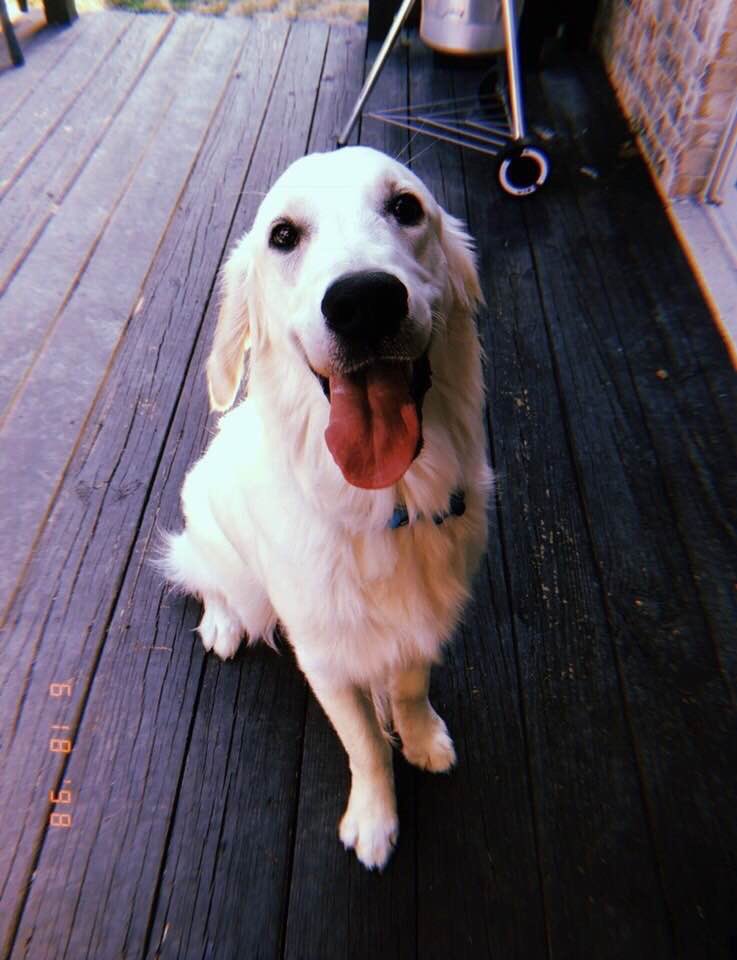 Day 10: This is Cooper. He is two years old and full of love!! #msdr9