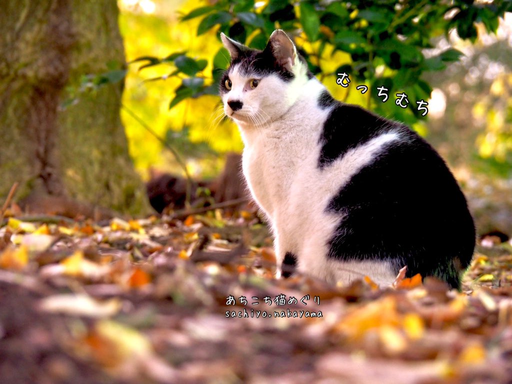 猫写真家 中山祥代 ぽっちゃり 褒め言葉だよね 写真 Cat 猫 ねこ ネコ キャット Meow 地域猫 野良猫 猫写真 僕らの居場所は言わにゃいで 猫写真家 中山祥代 あちこち猫めぐり 猫部 外猫 自然 自由 癒し猫 猫好きと繋がりたい