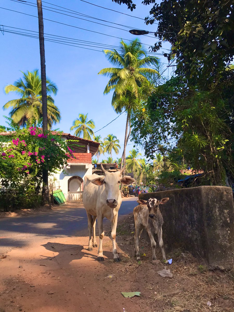 SurrealRealism's tweet photo. @lonelyplanet A5: started an around the world trip and am currently in country 9 (India) of TBD for the trip. Next year continues with 7-10 more countries before finishing the trip.
#ipchat #travel #rtwtravel https://t.co/8bF2QyO1lD