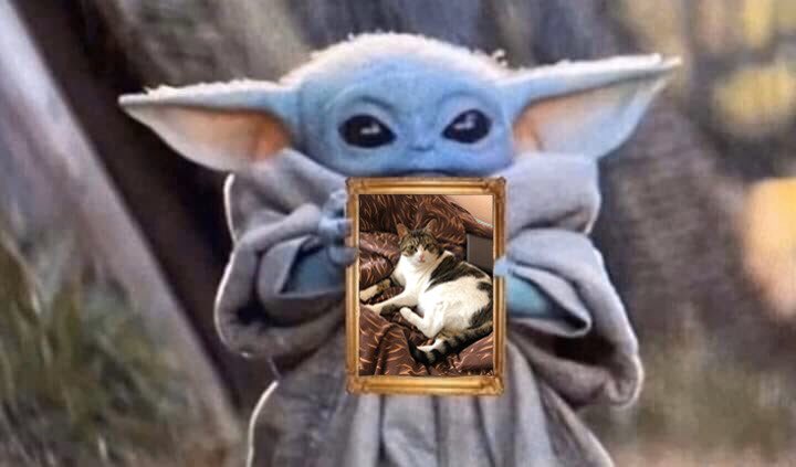 VampireGhuleh's tweet image. Nobody:
Not a single soul:
Me: This is my cat