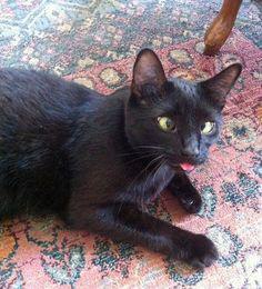 ZincAwesome's tweet photo. ~On the sixth day of #blepmas, this black cat gave to you!~
6 manly whimpers
5~ ~terrible~ ~puuuns!~
4 bappy paws
3 migraines
2 face palms
And a partridge in a pear stew!~ https://t.co/JsHyxgTA3y