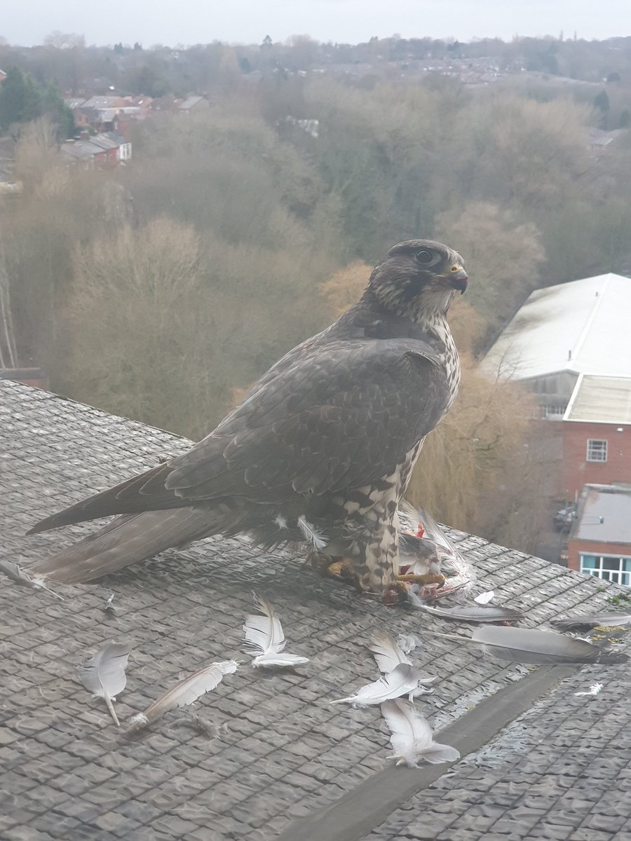 bloomooner's tweet photo. Peregrine falcon ripping a pigeon apart on the window sill at work today #ManchesterWildlife #HatePigeons https://t.co/eXszMYfN2F