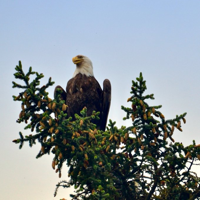visitBCdotcom's tweet photo. RT @KayakingTours: 🎵On the first day of vacay Nature sent to me...
An eagle in a treeeeeee. 🎵
📷 Leanne DeCraene
#eagle #baldeagle #naturerocks #birding #BCadventures #kayaking #BC https://t.co/0DBkTDFltR