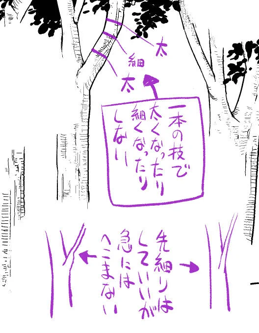 2、3枚目は枝の太さについての注意点。2枚目のような状態は角度次第では現実的にはありそうだけど、絵として見た時のバランスが変なのでやらない方がいいです。 3枚目はその延長で、別れた面積の合計が別れる前より大きいということは途中で太ってるという事なので、やはり不自然。