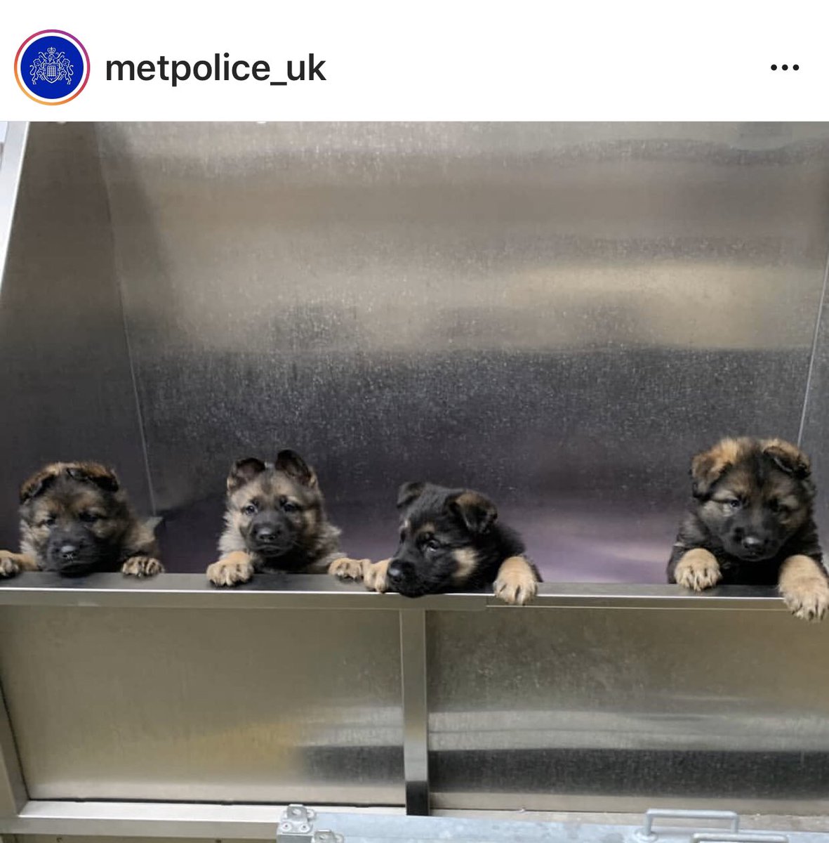 NicNic711's tweet photo. Borrowed from Instagram #MetPolPups https://t.co/W4o7KOowF9