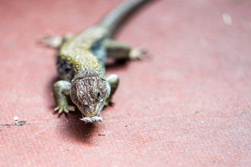 Crickets And Worms For Sale Cricketsnworms Twitter