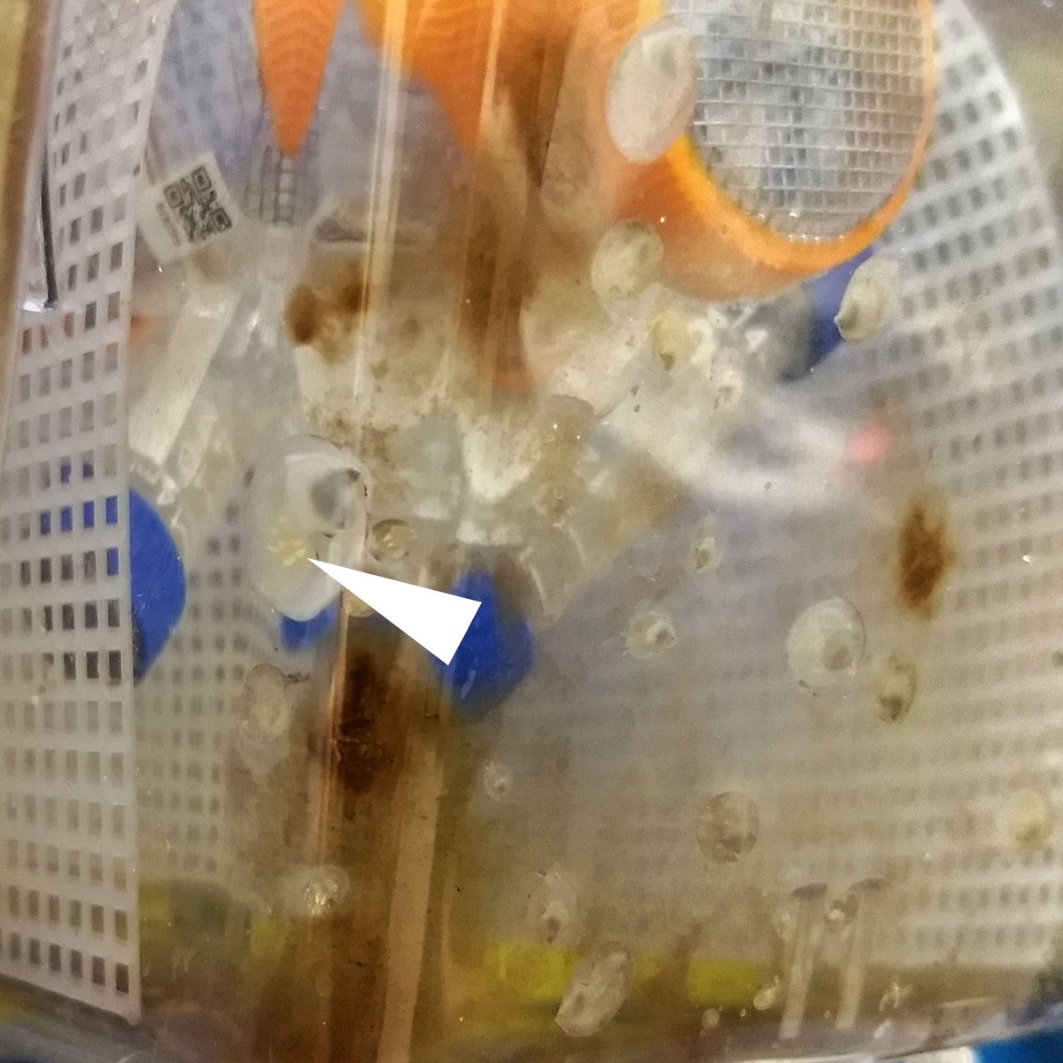 EvoEmbryo's tweet photo. If you had mid-December as your guess for the first "free-range" #Crepidula egg laying in our automated aquarium system, you win! Those yellow spots (arrowhead) are embryos! https://t.co/n3fwVNnJBs