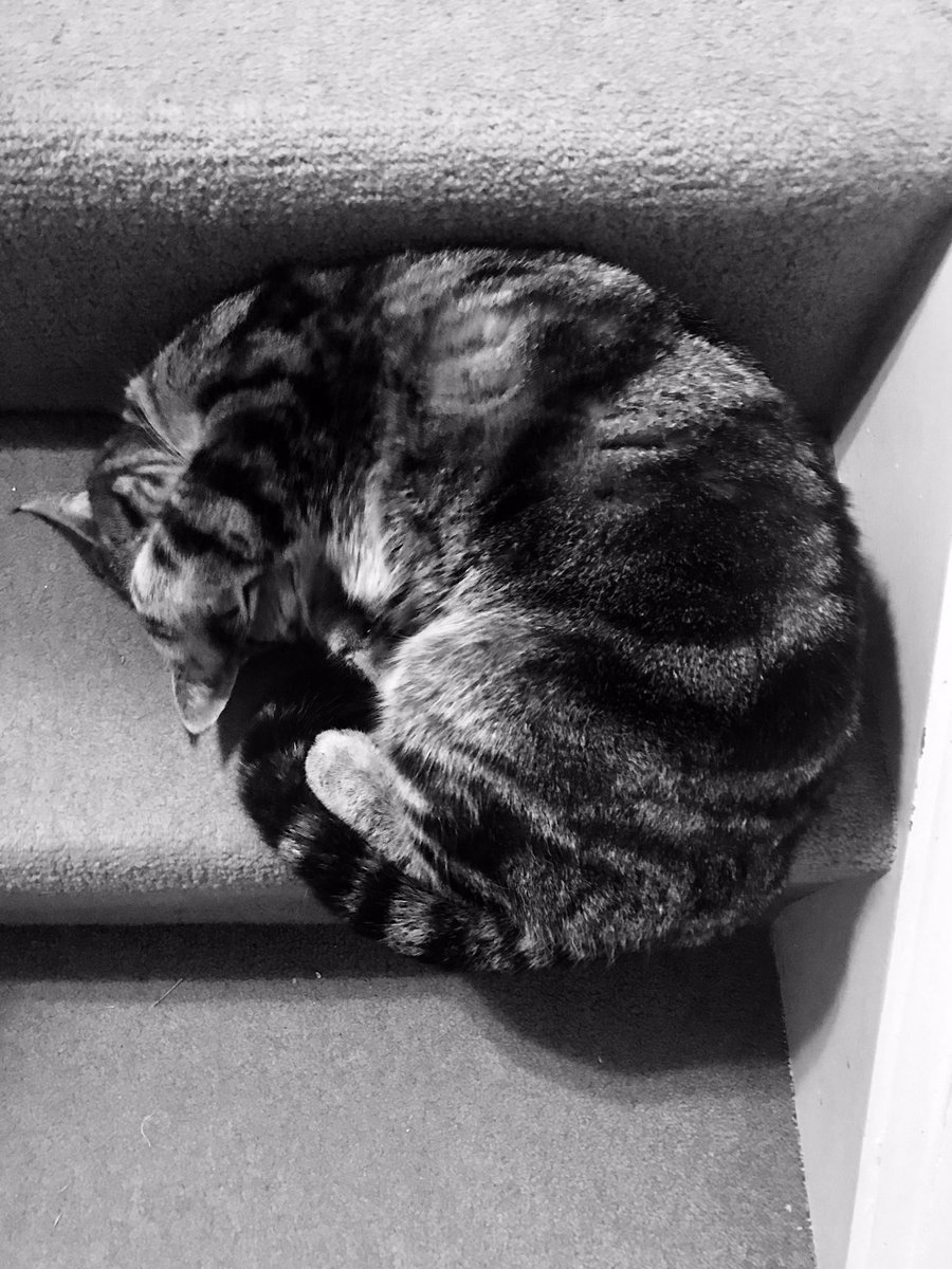 TamilToes's tweet photo. Faith is taking the first step even when you don't see the whole staircase - Martin Luther King, Jr. #WednesdayWisdom #CatsOfTwitter #CatLogic #Ruipee π» https://t.co/6pDPiaTR2F