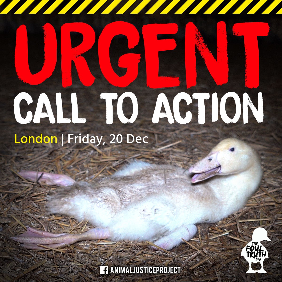 ⚠️ URGENT: CALL TO ACTION IN LONDON! ⚠️

JOIN US ➡️ facebook.com/events/4866994…

The suffering we found during our investigation was unfathomable, help us to demand an end to ALL animal exploitation!

Go vegan for duck's sake! 🦆💚

#TheFoulTruth
thefoultruth.org