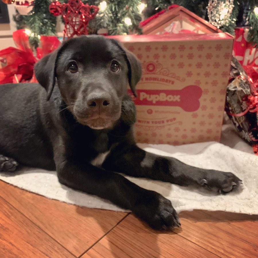 UnboxingRocks's tweet photo. Drusilla patiently waiting for her “Pup Box” #subscriptionbox! 

Not until Christmas, sweetie! 
🐶❤️🎄 https://t.co/O4odq8muES